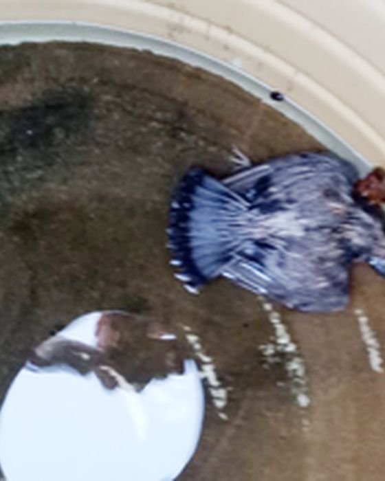 A dead bird decomposing inside an uncleaned home water tank in Kolkata