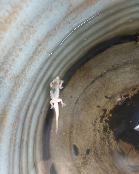 A lizard living inside an uncleaned home water tank in Kolkata