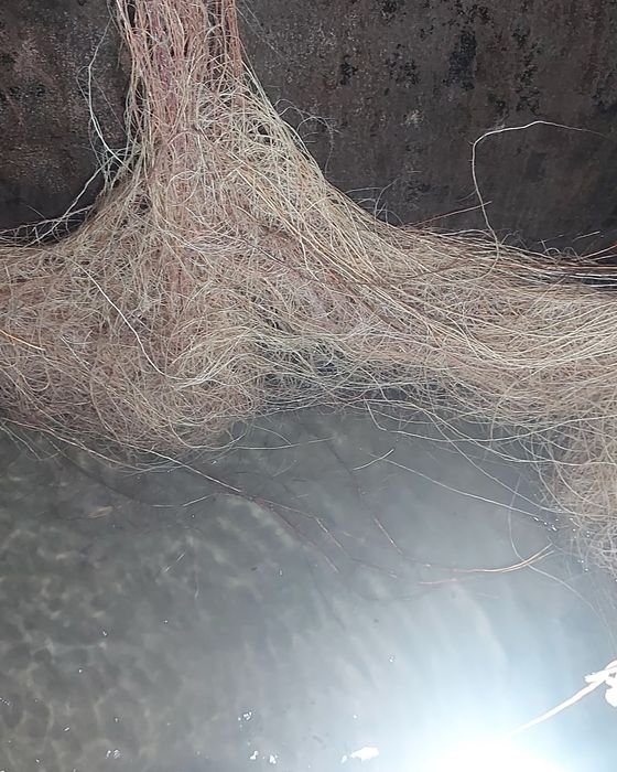 Tree roots growing through cracks into a home water tank